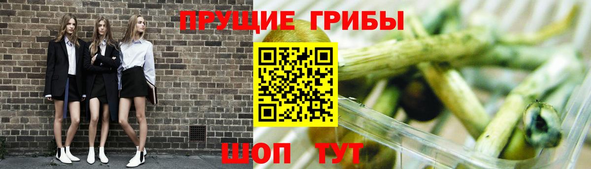 Псилоцибиновые грибы Cubensis Курчалой