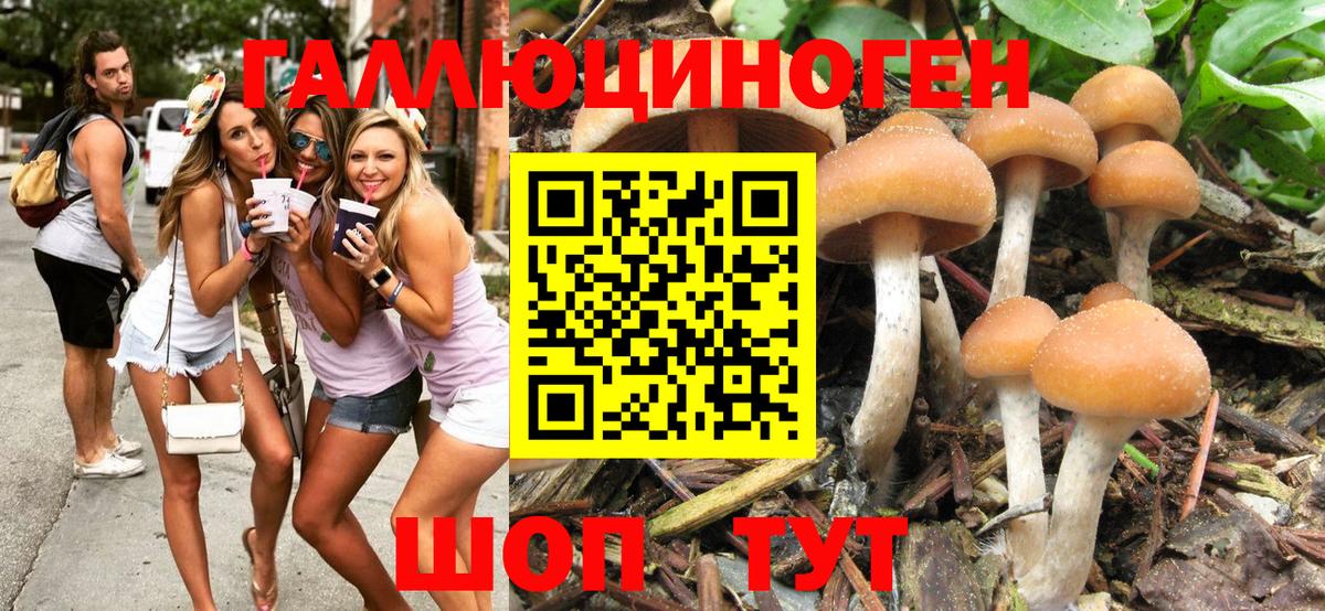 Галлюциногенные грибы MAGIC MUSHROOMS  Вход с VPN  Курчалой 